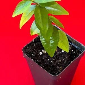 Spicy Pitanga Cherry Live Plant - Eugenia Uniflora Starter, 4-8'' Tall, 2.5
