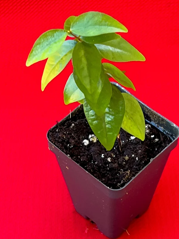 Spicy Pitanga Cherry Live Plant - Eugenia Uniflora Starter, 4-8'' Tall, 2.5" Pot - Image 2