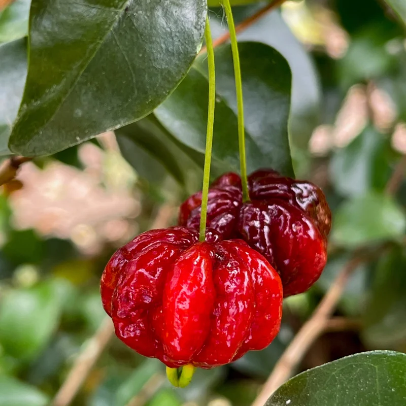 Spicy Pitanga Cherry Live Plant - Eugenia Uniflora Starter, 4-8'' Tall, 2.5" Pot - Image 3