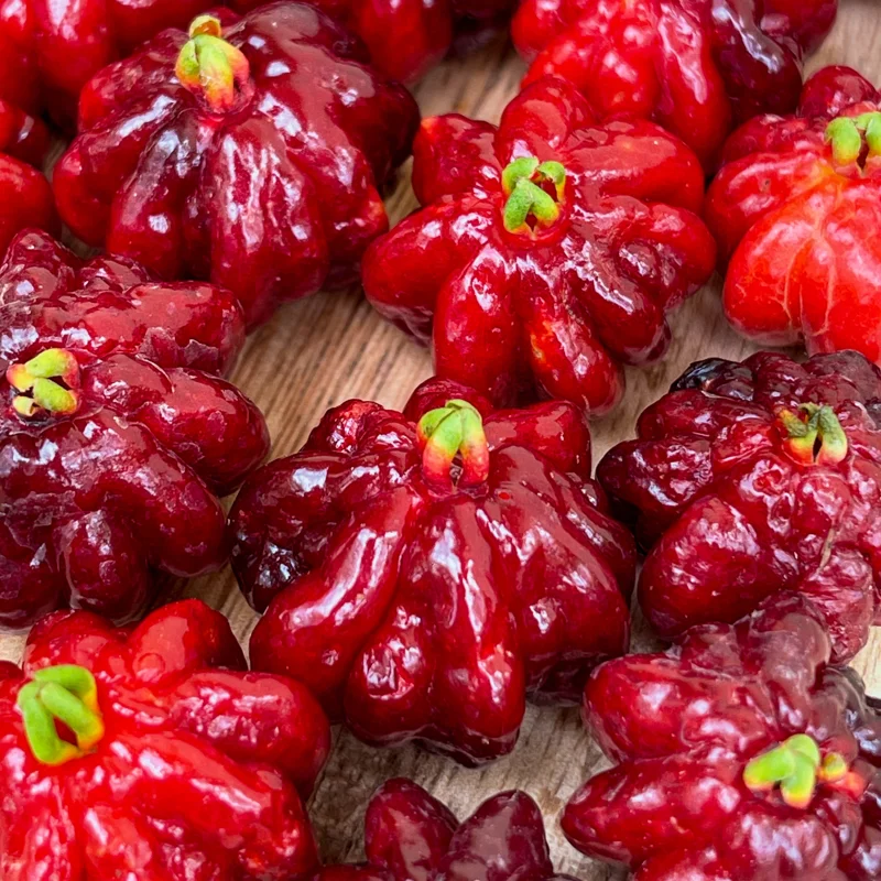 Spicy Pitanga Cherry Live Plant - Eugenia Uniflora Starter, 4-8'' Tall, 2.5" Pot - Image 4