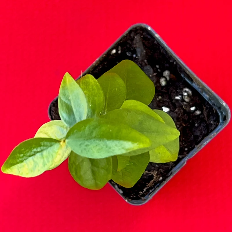 Spicy Pitanga Cherry Live Plant - Eugenia Uniflora Starter, 4-8'' Tall, 2.5" Pot - Image 5