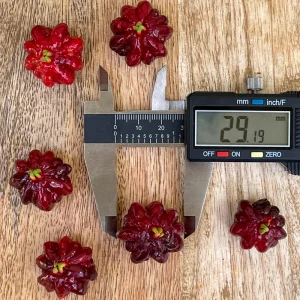 Spicy Pitanga Cherry Live Plant - Eugenia Uniflora Starter, 4-8'' Tall, 2.5