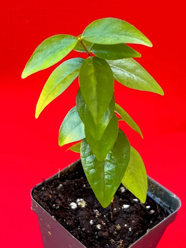 Spicy Pitanga Cherry Live Plant - Eugenia Uniflora Starter, 4-8'' Tall, 2.5" Pot - Image 7
