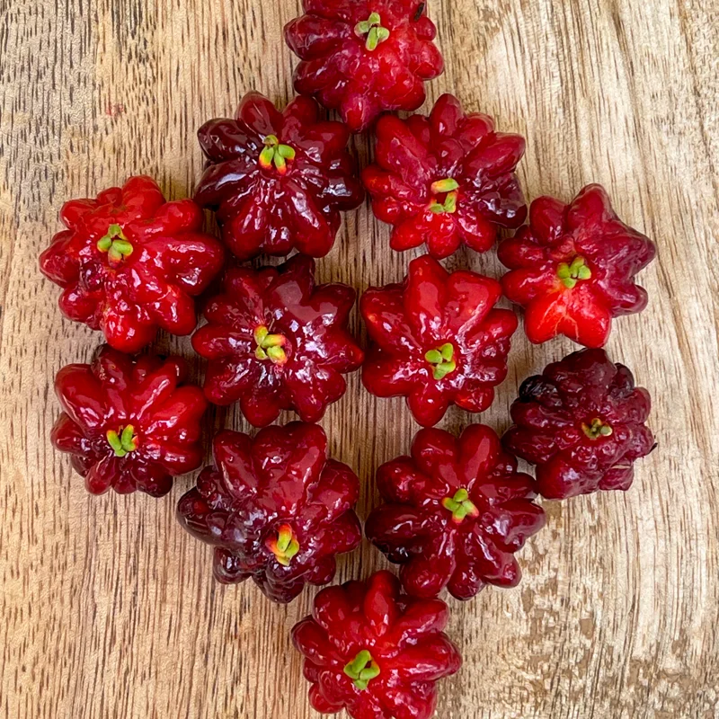 Spicy Pitanga Cherry Live Plant - Eugenia Uniflora Starter, 4-8'' Tall, 2.5" Pot - Image 8