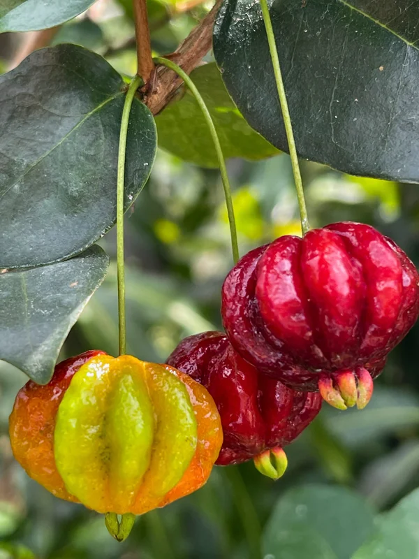 Spicy Pitanga Cherry Live Plant - Eugenia Uniflora Starter, 4-8'' Tall, 2.5" Pot - Image 9