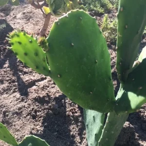 Spineless Cactus Cuttings – Cochenillifera Succulent Live Plant – Hardy, Fast-Growing - Image 10