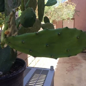 Spineless Cactus Cuttings – Cochenillifera Succulent Live Plant – Hardy, Fast-Growing - Image 2