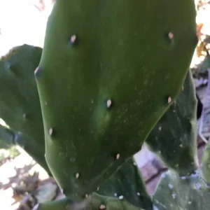Spineless Cactus Cuttings – Cochenillifera Succulent Live Plant – Hardy, Fast-Growing - Image 3