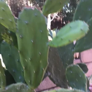 Spineless Cactus Cuttings – Cochenillifera Succulent Live Plant – Hardy, Fast-Growing - Image 4