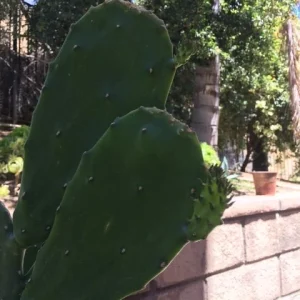 Spineless Cactus Cuttings – Cochenillifera Succulent Live Plant – Hardy, Fast-Growing - Image 5