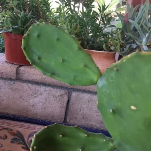 Spineless Cactus Cuttings – Cochenillifera Succulent Live Plant – Hardy, Fast-Growing - Image 6