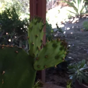 Spineless Cactus Cuttings – Cochenillifera Succulent Live Plant – Hardy, Fast-Growing - Image 7