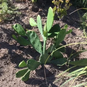Spineless Cactus Cuttings – Cochenillifera Succulent Live Plant – Hardy, Fast-Growing - Image 8