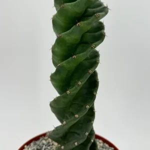 Spiral Cactus Live Plant - Cereus Forbesii Spiralis - 6 inch Pot - Indoor/Outdoor - Image 2