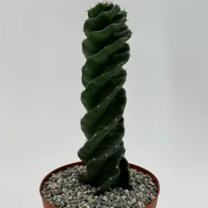 Spiral Cactus Live Plant - Cereus Forbesii Spiralis - 6 inch Pot - Indoor/Outdoor - Image 3