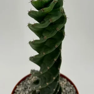 Spiral Cactus Live Plant - Cereus Forbesii Spiralis - 6 inch Pot - Indoor/Outdoor - Image 4