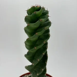 Spiral Cactus Live Plant - Cereus Forbesii Spiralis - 6 inch Pot - Indoor/Outdoor - Image 5