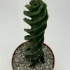 Spiral Cactus Live Plant - Cereus Forbesii Spiralis - 6 inch Pot - Indoor/Outdoor - Image 1