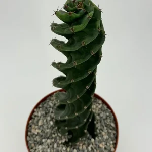 Spiral Cactus Live Plant - Cereus Forbesii Spiralis - 6 inch Pot - Indoor/Outdoor - Image 1