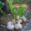 Sprouted Yellow Coconut Tree Live Plant – 6-8 Inch – Tropical Outdoor - Image 1