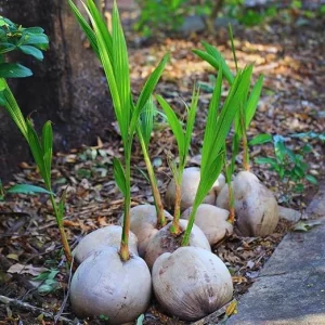 Sprouted Yellow Coconut Tree Live Plant – 6-8 Inch – Tropical Outdoor - Image 6