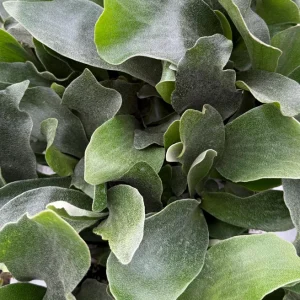 Staghorn Fern Live Plant - Platycerium Bifurcatum Hanging Houseplant - Image 3