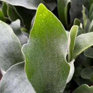 Staghorn Fern Live Plant - Platycerium Bifurcatum Hanging Houseplant - Image 4