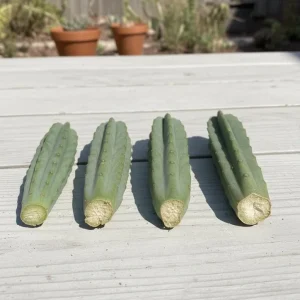Stapelia Grandiflora Succulent Cutting - Starfish Flower Live Plant - Image 2