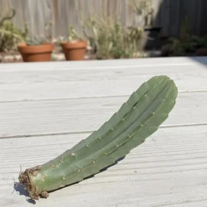 Stapelia Grandiflora Succulent Cutting - Starfish Flower Live Plant - Image 3