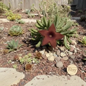 Stapelia Grandiflora Succulent Cutting - Starfish Flower Live Plant - Image 1