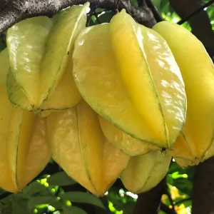 Star Fruit 'Bell' Seedling Live Plant - 4-10'' Tall Averrhoa Carambola Tree - Image 4