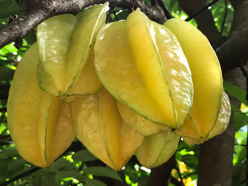 Star Fruit 'Bell' Seedling Live Plant - 4-10'' Tall Averrhoa Carambola Tree - Image 4