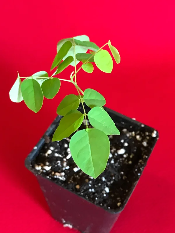 Star Fruit 'Bell' Seedling Live Plant - 4-10'' Tall Averrhoa Carambola Tree - Image 5