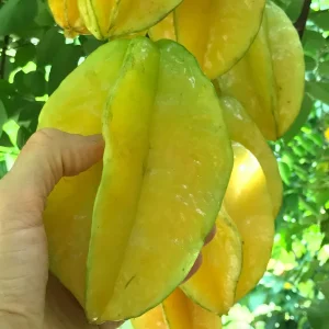 Star Fruit 'Bell' Seedling Live Plant - 4-10'' Tall Averrhoa Carambola Tree - Image 6