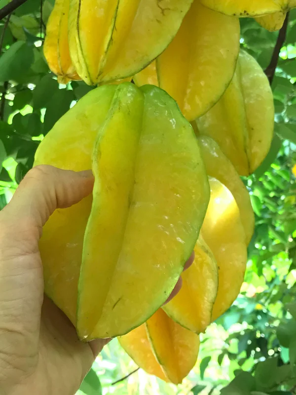 Star Fruit 'Bell' Seedling Live Plant - 4-10'' Tall Averrhoa Carambola Tree - Image 6