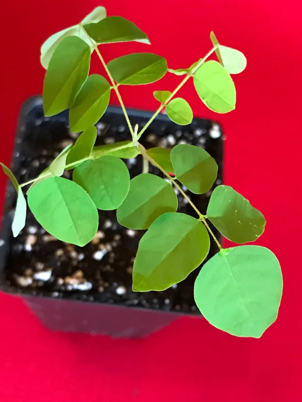 Star Fruit 'Bell' Seedling Live Plant - 4-10'' Tall Averrhoa Carambola Tree - Image 7