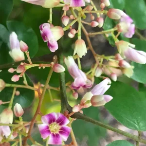 Star Fruit 'Bell' Seedling Live Plant - 4-10'' Tall Averrhoa Carambola Tree - Image 9