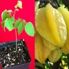 Star Fruit 'Bell' Seedling Live Plant - 4-10'' Tall Averrhoa Carambola Tree - Image 1