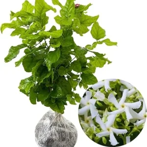 Star Jasmine Live Plant - 2 Blooming Plants, 4-7 Inches Tall, Indoor/Outdoor - Image 2