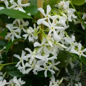 Star Jasmine Live Plant - 2 Blooming Vines, 5-7 Inch Tall, Outdoor - Image 2