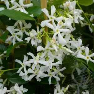 Star Jasmine Live Plant - 2 Blooming Vines, 5-7 Inch Tall, Outdoor - Image 5