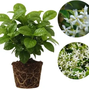 Star Jasmine Live Plant, 2-Pack, Fragrant White Flowers, 5-7 inches, Outdoor - Image 4
