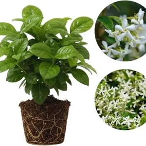 Star Jasmine Live Plant, 2-Pack, Fragrant White Flowers, 5-7 inches, Outdoor - Image 5