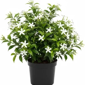 Star Jasmine Live Plant 4'' Pot - Fragrant Indoor/Outdoor Flower - Image 2