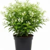 Star Jasmine Live Plant 4'' Pot - Fragrant Indoor/Outdoor Flower - Image 1