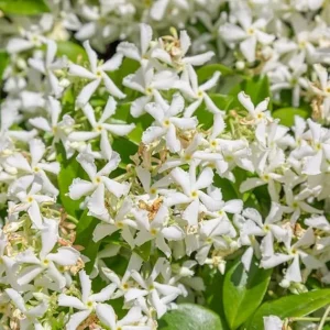Star Jasmine Live Plant - Fragrant Climbing Vine, 5-9 Inches Tall, Outdoor - Image 2