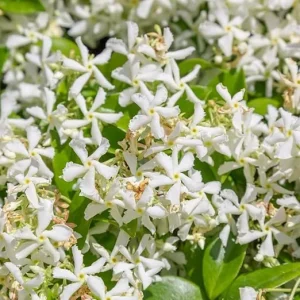 Star Jasmine Live Plant - Fragrant Climbing Vine, 5-9 Inches Tall, Outdoor - Image 4