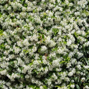 Star Jasmine Live Plant - Trachelospermum Jasminoides Vine 5-8 Inch Tall, White Flowering, Outdoor - Image 1
