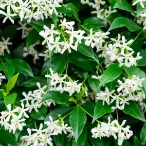 Star Jasmine Live Plant - Trachelospermum Jasminoides Vine 5-8 Inch Tall, White Flowering, Outdoor - Image 3