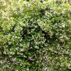 Star Jasmine Live Plant - Trachelospermum Jasminoides Vine 5-8 Inch Tall, White Flowering, Outdoor - Image 5